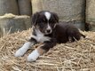 Chiots bergers australiens