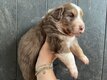 Chiots bergers australiens