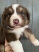 Chiots bergers australiens
