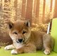 Shihba inu