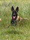Femelle Berger Malinois