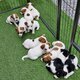 Jack Russel