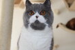 British Shorthair femelle