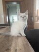 Chatons british
