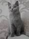 British Shorthair femelle bleue