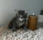 Maine Coon Gros gabarit 🩶