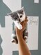 British Shorthair bicolor & tricolore   Élevage...