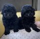 Merveilleux petits caniches Toy Noirs