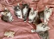 [New] 6 Splendides Chatons Maine Coon