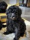 Superbes caniche toy Gris