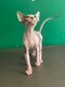 Chaton Sphynx mâle bicolore