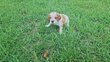 Chiots Epagneul Breton