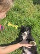 Broder collie