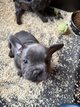 Chiots Bouledogue Français Bleus