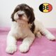 Chiots Lagotto Romagnolo - L'élégance des...
