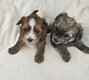 Magnifiques chiots bichons havanais