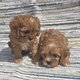 Irrésistibles Chiots Cavapoo