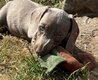 Magnifiques bébés teckels nains en ordre pour...