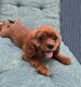 Cavalier King Charles Ruby petit garçon