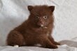 Irrésistibles Chiots Spitz Nain ( loulou de...