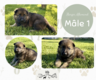 2 magnifiques chiots Berger Allemand élevés en...