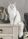Femelle maine coon black silver tortie shaded