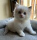 Superbes femelles Ragdolls disponibles à la...