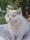 Magnifiques chatons British Longhair et Shorthair