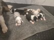 Magnifiques chiots Berger australien