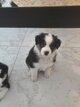 Magnifiques chiots Berger australien