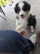 Magnifiques chiots Berger australien