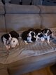 Chiots border collie