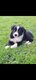 Chiot border collie