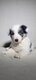 Chiot border collie