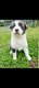 Chiot border collie