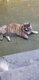 Maine coon
