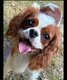Femelle cavalier king charles 2 ans [cherche] une...