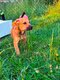 Chiots bully croises staff