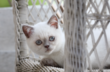 Deux magnifiques chatons british shorthair - yeux...