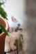 Deux magnifiques chatons british shorthair - yeux...
