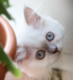 Deux magnifiques chatons british shorthair - yeux...