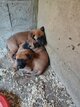 Malinois à vendre