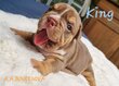 2 Bouledogues Anglais mâles choco tan à vendre