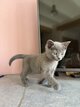 Chartreux à réserver