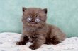 Mâle British longhair
