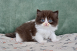 Mâle British longhair