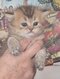 British shorthair et longhair