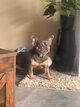 Bouledog francais à replacer
