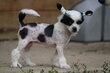 Chien chinois à crête