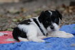 Chien chinois à crête